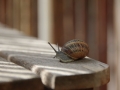 Snail