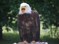 When_the_eagle_screams