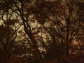 Herfst_avond